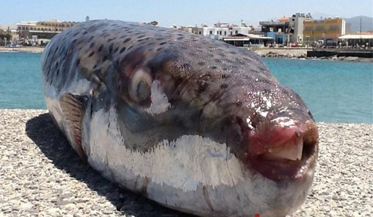 Πανικός στην Κρήτη από επιθέσεις λαγοκέφαλων σε λουόμενους: Το τοξικό ψάρι προκάλεσε μέχρι και ακρωτηριασμό δαχτύλου