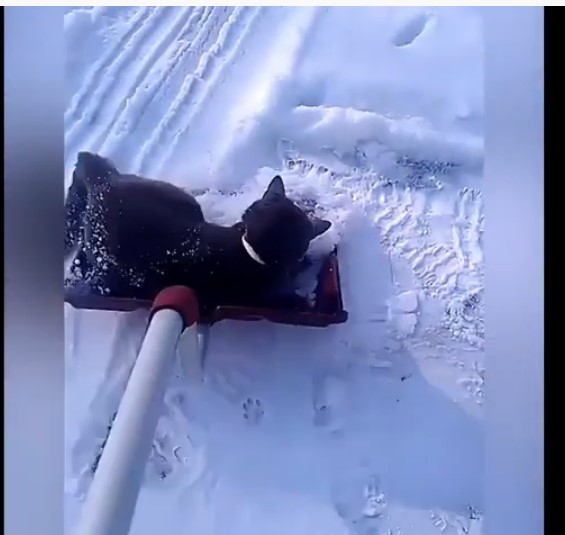 Γάτες στο χιόνι
