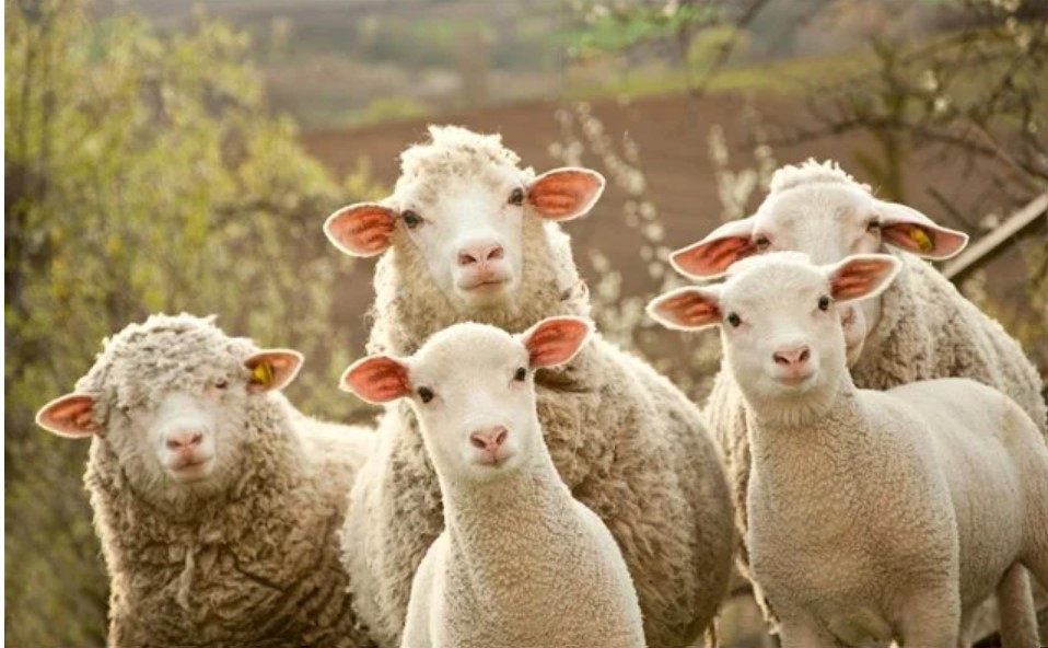 Κύμα πωλήσεων κοπαδιών καταγράφεται σε Θεσσαλία, Δυτική Μακεδονία και Ήπειρο, καθώς οι κτηνοτρόφοι αδυνατούν να αντεπεξέλθουν στην αύξηση του κόστους παραγωγής.