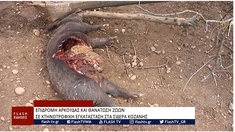 Επιδρομή αρκούδας σε κτηνοτροφική εγκατάσταση στα Σιδερά Κοζάνης