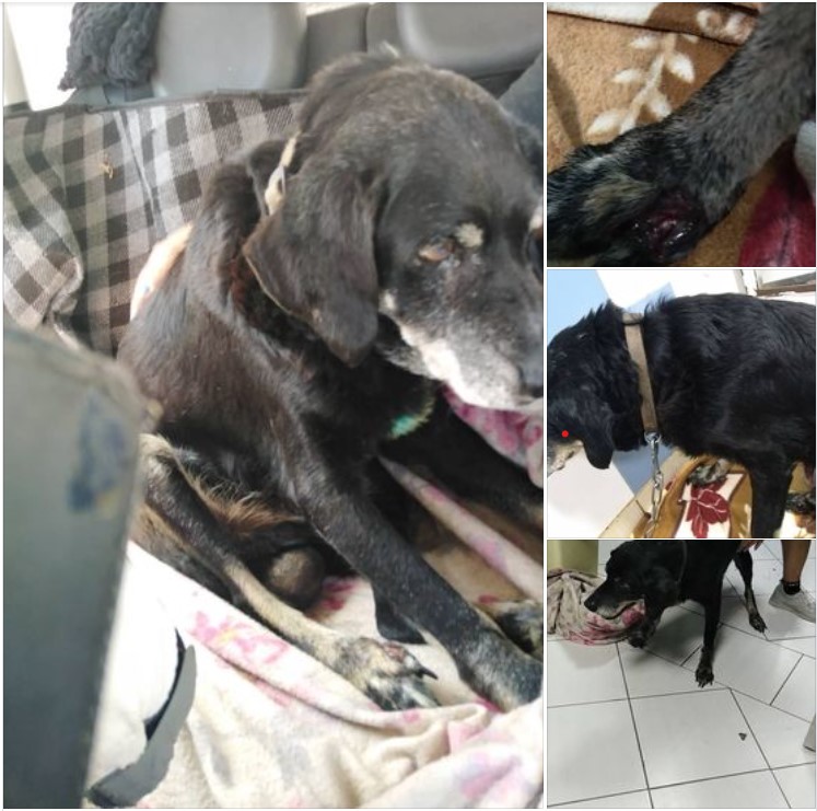 Κρήτη: Νέα κακοποίηση ζώου - Έδεσαν και έσυραν σκύλο πίσω από αυτοκίνητο