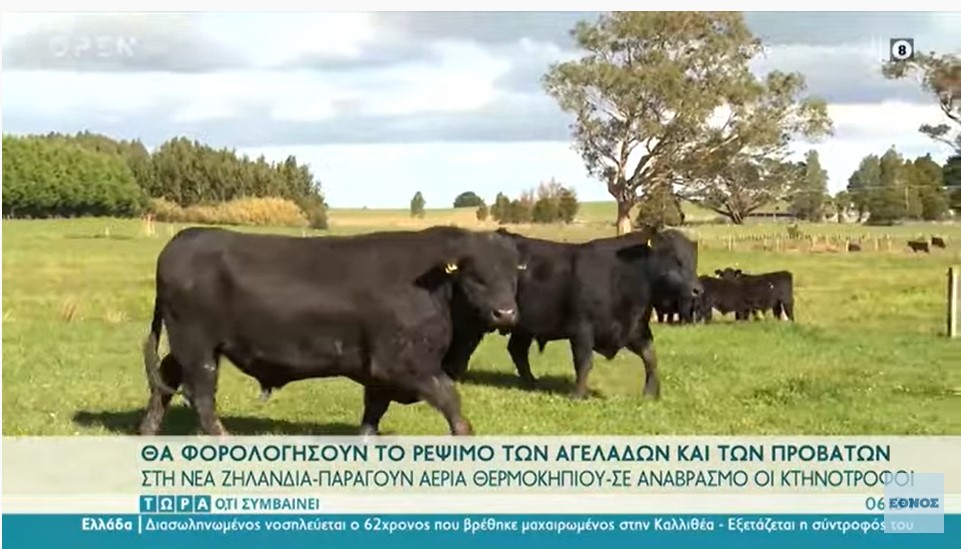 Νέα Ζηλανδία: Θα φορολογήσουν το ρέψιμο των αγελάδων και των προβάτων