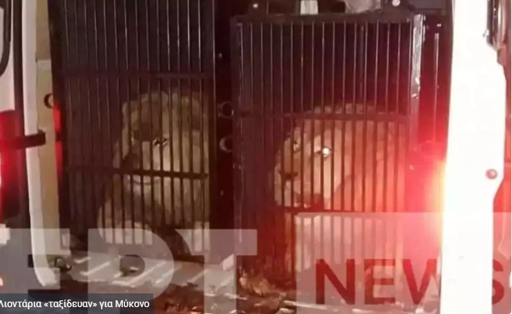 Λιοντάρια  βρέθηκαν «πακεταρισμένα» να ταξιδεύουν από  Προμαχώνα στη Μύκονο - Ζητούν παρέμβαση Εισαγγελέα