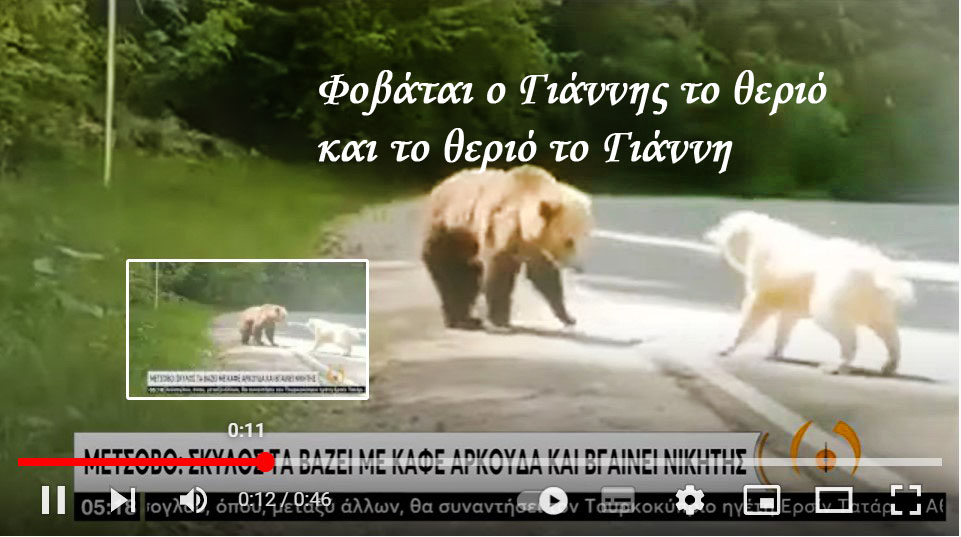 Μέτσοβο: Σκύλος τα βάζει με καφέ αρκούδα και βγαίνει νικητής (13 Ιουνίου)