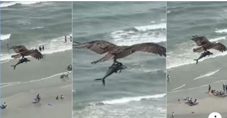 Τεράστιος Αετός Έπιασε Καρχαρία Και Πέταξε Πάνω Από Την Παραλία Με Κόσμο