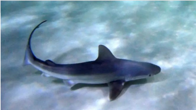 Ιόνιο: Καρχαρίας βγήκε στη... στεριά σε παραλία - Δείτε βίντεο