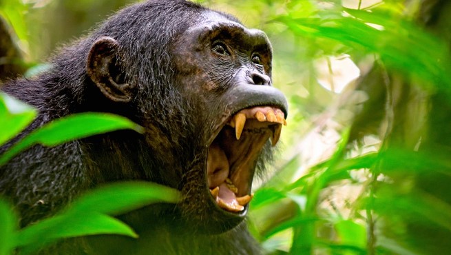 Αττικό Ζωολογικό Πάρκο: Σκότωσαν χιμπατζή που διέφυγε - Σφοδρές αντιδράσεις στο Twitter