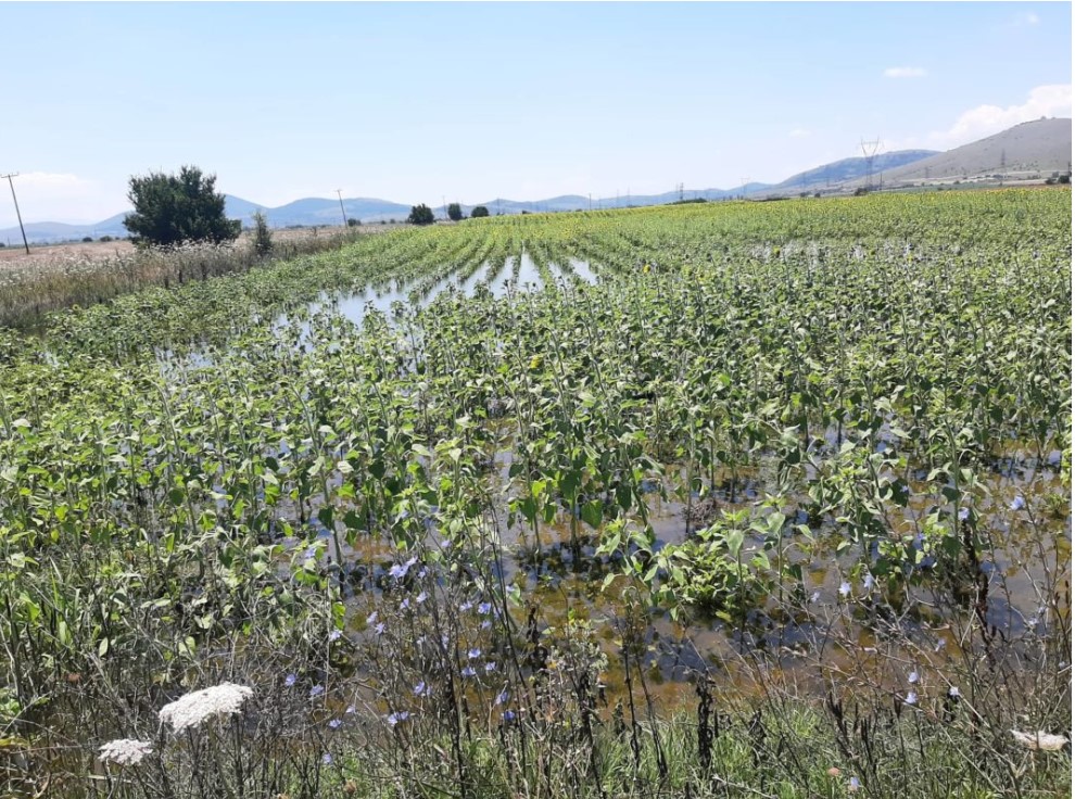 Κοζάνη: Εκατοντάδες στρέμματα καλλιεργειών βυθισμένα στο νερό στον κάμπο Μαυροδεντρίου