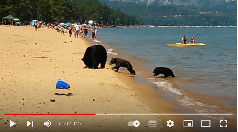 Έκαναν μπάνιο στη θάλασσα μαζί με την αρκούδα και τα παιδιά της!