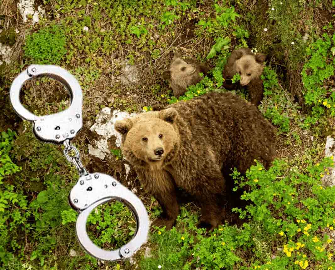 “συνελήφθη αρκούδα” κοντά σε περιφραγμένο δάσος στην Καστοριά
