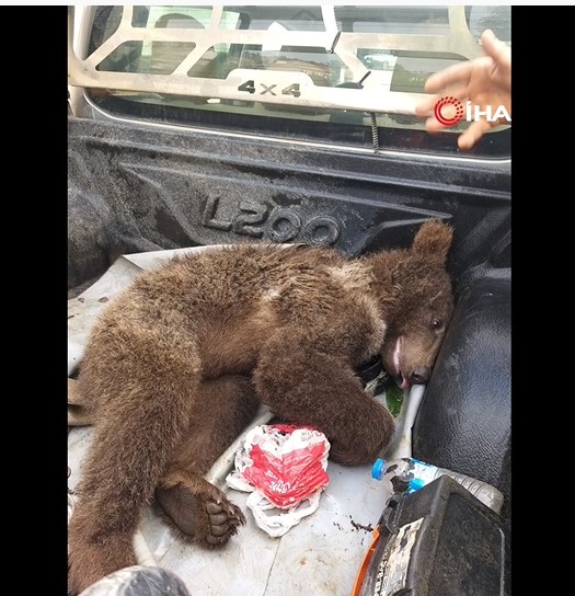 Διασώθηκε αρκουδάκι που κατανάλωσε μεγάλη ποσότητα μελιού με παραισθησιογόνες ουσίες - Απίστευτο βίντεο