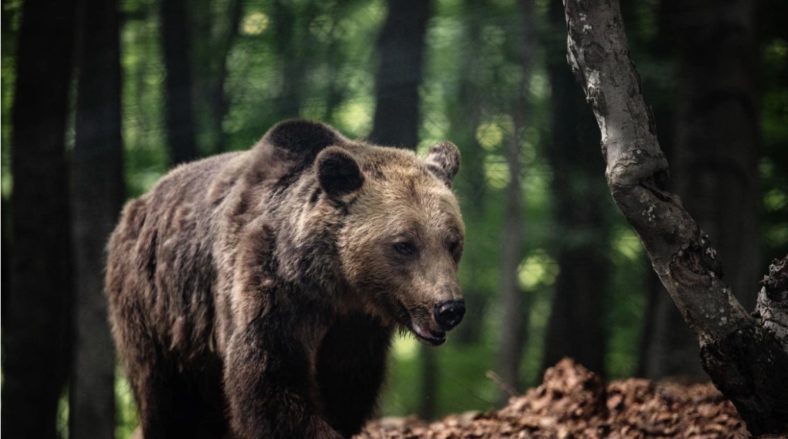 Απελευθερώθηκε η θηλυκή αρκούδα που πιάστηκε σε συρμάτινη θηλιά στη Φλώρινα