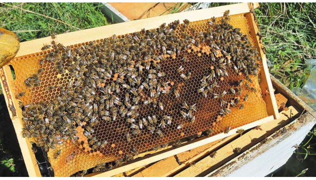  Άγιος Φιλάρετος – Ο προστάτης της μελισσοκομίας