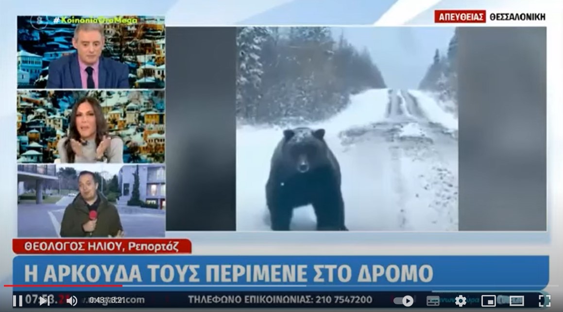 Καϊμακτσαλάν: Οδηγός συνάντησε αρκούδα 4 μέτρα ψηλή που είχε στα δόντια της ένα βόδι 1.200 κιλά!!!!