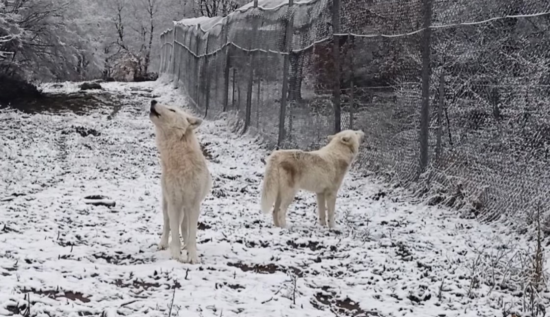 Η κραυγή των λύκων στα πρώτα χιόνια - Εντυπωσιακό βίντεο από τον «Αρκτούρο»