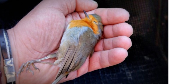 Καστοριά: Νεκρά πουλιά από την παγωνιά – Πώς μπορούμε να βοηθήσουμε