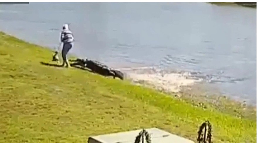 ΗΠΑ: Η στιγμή της θανατηφόρας επίθεσης αλιγάτορα σε 85χρονη στη Φλόριντα - «Την έπιασε»