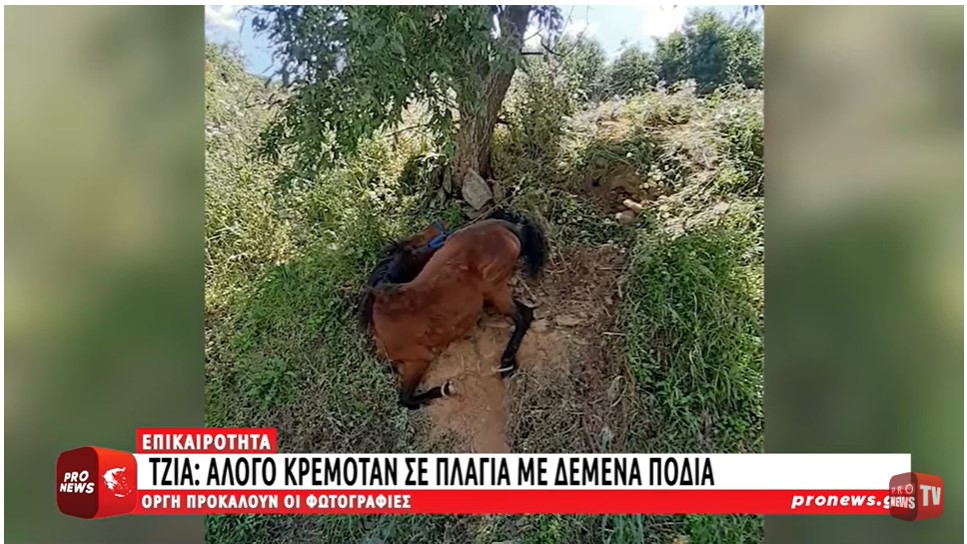 Τζια: Άλογο κρεμόταν σε πλαγιά με δεμένα πόδια – Οργή προκαλούν οι φωτογραφίες