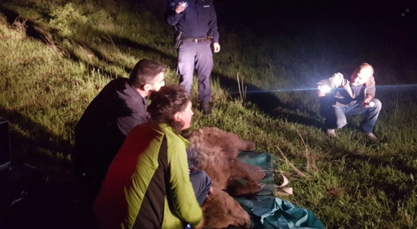Λάρισα: Αρκούδα πιάστηκε σε παράνομη θηλιά - Μάσησε σχεδόν όλο τον κορμό δέντρου για να απελευθερωθεί