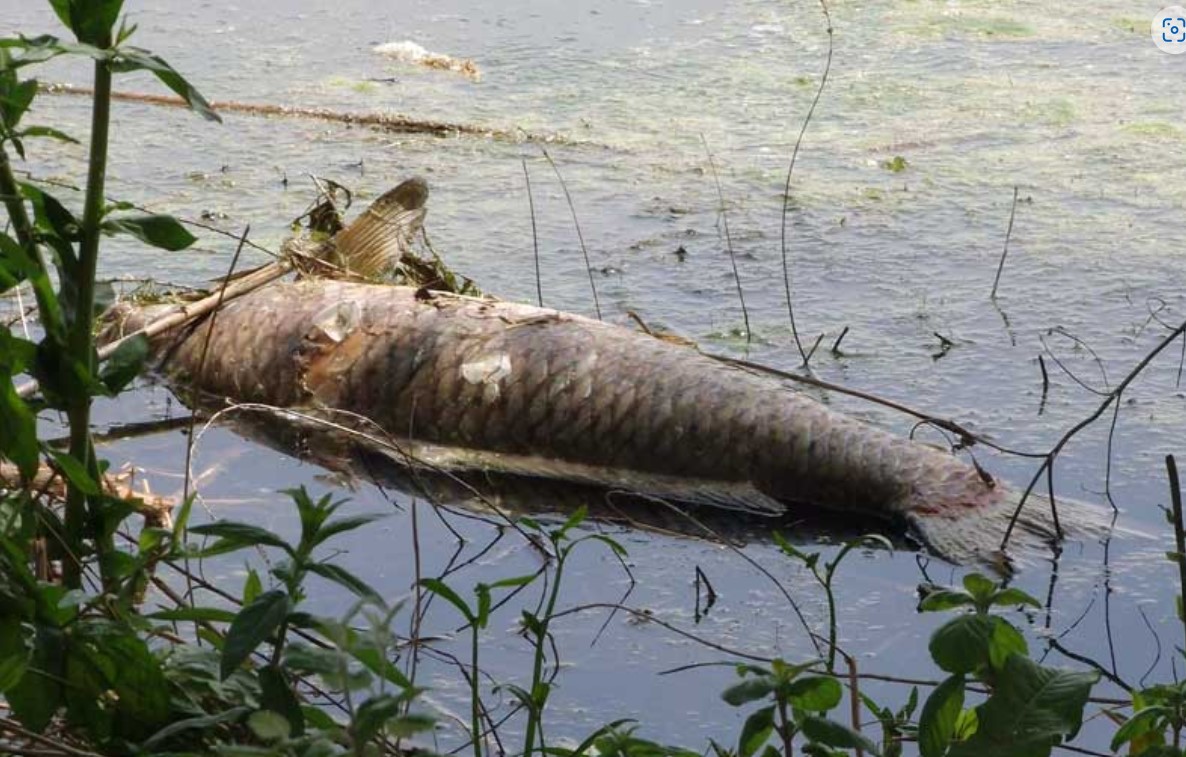Απόκοσμη εικόνα στην Καστοριά – Γέμισε νεκρά ψάρια η λίμνη -ΦΩΤΟ