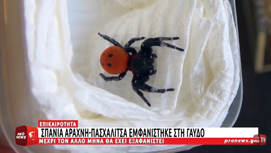 Στη Γαύδο εμφανίστηκε η σπάνια αράχνη-πασχαλίτσα – Μέχρι τον άλλο μήνα θα έχει εξαφανιστεί