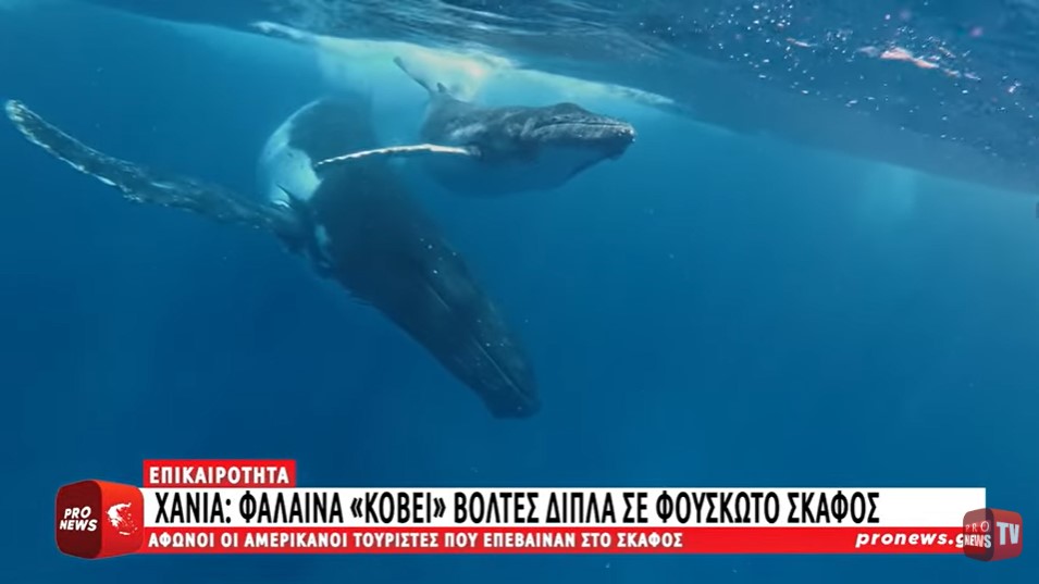 Χανιά: Φάλαινα «κόβει» βόλτες δίπλα σε φουσκωτό σκάφος