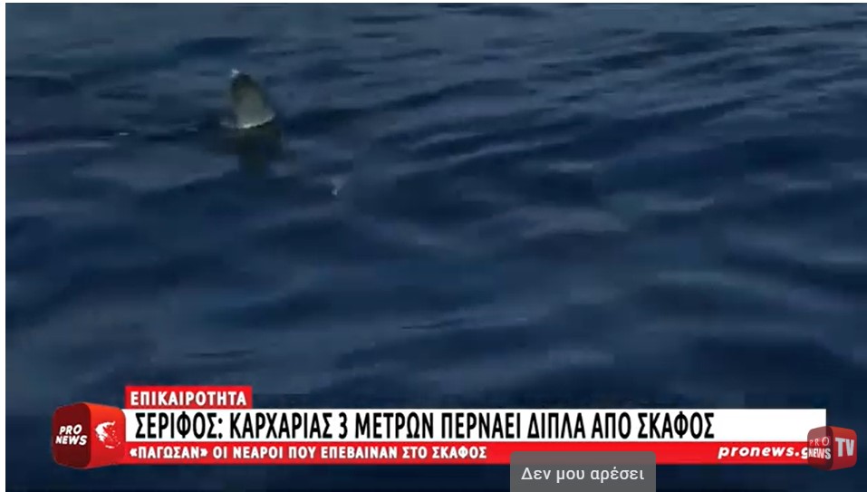 «Πάγωσαν» νεαροί στη Σέριφο – Η στιγμή που καρχαρίας 3 μέτρων περνάει δίπλα από το σκάφος τους