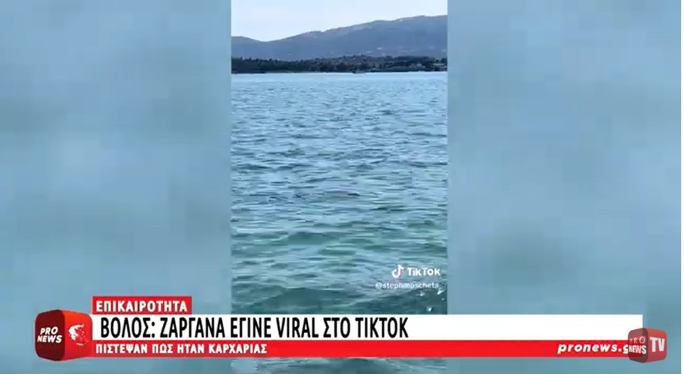 Βόλος: Ο Καρχαρίας ήταν Ζαργάνα έγινε viral στο TikTok 