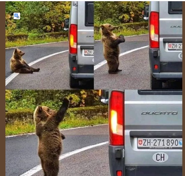 Έτσι αντέδρασε η αρκούδα αφού ο οδηγός του φορτηγού τον τάισε μπανάνα