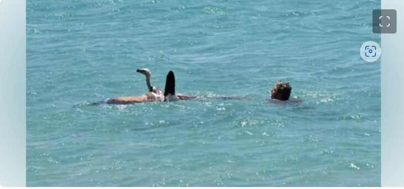 Κρήτη: Λουόμενος έσωσε γύπα που έπεσε στη θάλασσα - Τον «βάφτισαν» Μαθιό