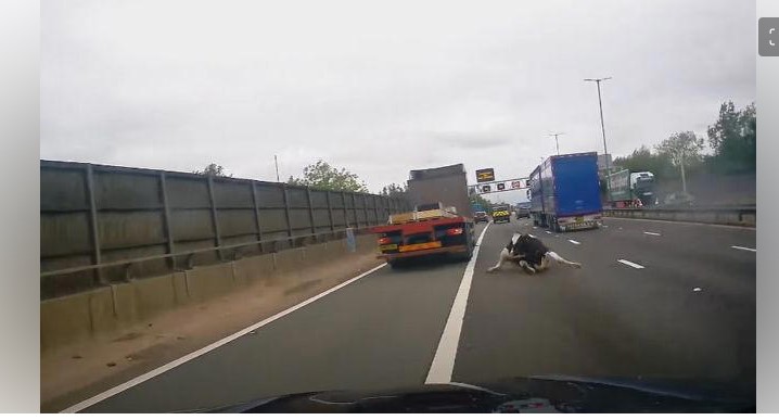 Βρετανία: Φορτηγό &quot;αδειάζει&quot; αγελάδα σε αυτοκινητόδρομο - Συγκλονιστικό βίντεο