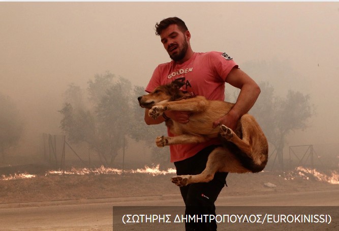 Φυλή: Κάτοικοι σώζουν τα ζώα από την φωτιά