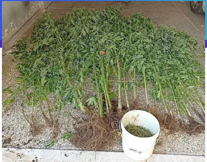 Γιαννιτσά: Καλλιεργούσε 33 δενδρύλλια που έφταναν έως και τα... 3,5 μέτρα
