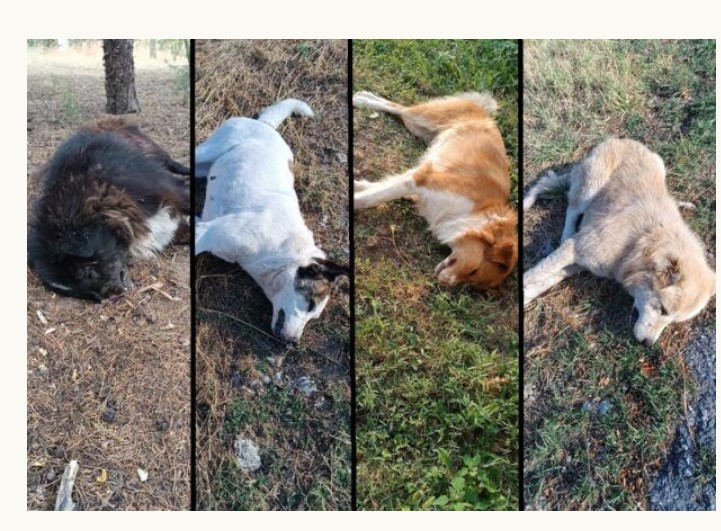 Άγιος Δημήτριος Κοζάνης: 17 σκυλιά δηλητηριάστηκαν από φόλες