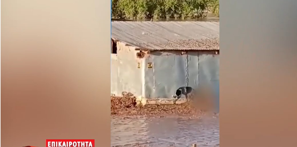 Θεσσαλία: Τα σκυλιά ξεκίνησαν να τρέφονται με νεκρά ζώα