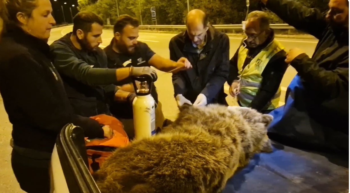  Ολονύχτια επιχείρηση διάσωσης στήθηκε χθες αργά το βράδυ για μια νεαρή αρκούδα που τραυματίστηκε στο κεφάλι όταν χτυπήθηκε από διερχόμενο αυτοκίνητο κοντά στη Νεάπολη Κοζάνης.