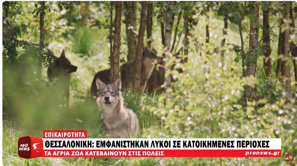 Θεσσαλονίκη: Εμφανίστηκαν λύκοι σε κατοικημένες περιοχές – Τα άγρια ζώα κατεβαίνουν στις πόλεις!