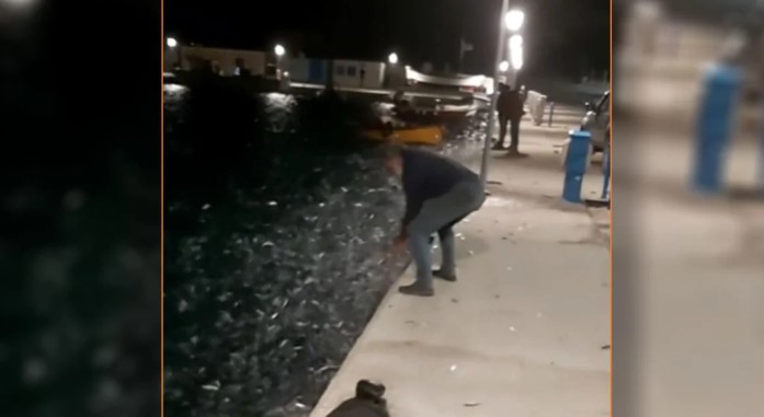 Κουφονήσια: Κοπάδια από σαρδέλες εμφανίστηκαν στο λιμάνι – Δείτε βίντεο