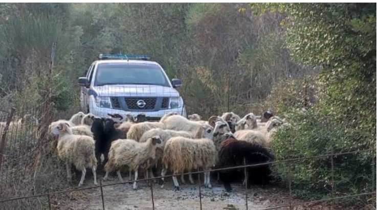 44 πρόβατα «συνελήφθησαν» σε χωριό των Χανίων και μεταφέρονται στις αγροτικές φυλακές