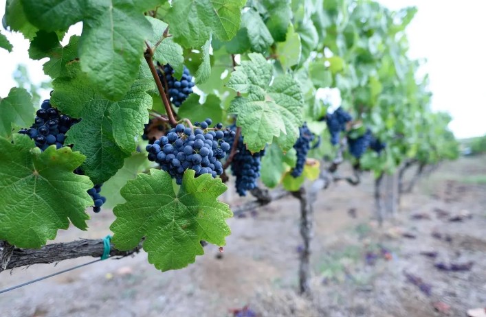 Το Αμύνταιο γιορτάζει το ξινόμαυρο, το βραβευμένο κρασί – σήμα κατατεθέν της περιοχής