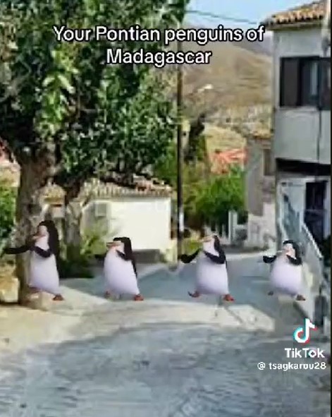 Your pontians penguins of madagascar