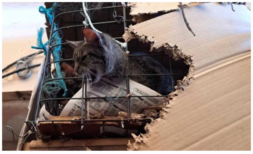 Ασύλληπτες εικόνες στα Χανιά: Κρατούσε σε κλουβιά και χαρτόκουτα 77 γάτες και 10 σκύλους – Πρόστιμο 200.000 (Photos – Video)