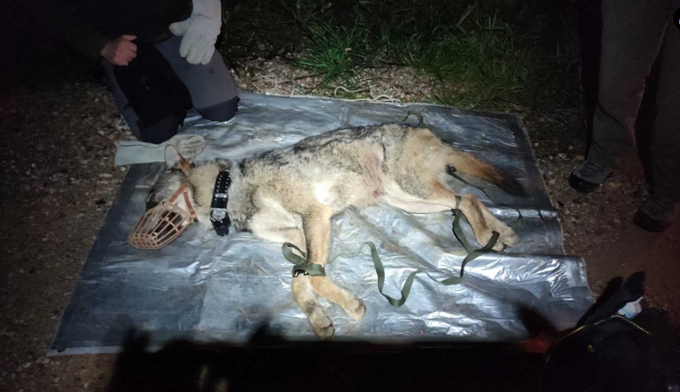 Θεσσαλονίκη: Απομακρύνθηκε λύκος που είχε εγκλωβιστεί σε έκταση που ανήκει στην Αστυνομία - Φωτογραφία