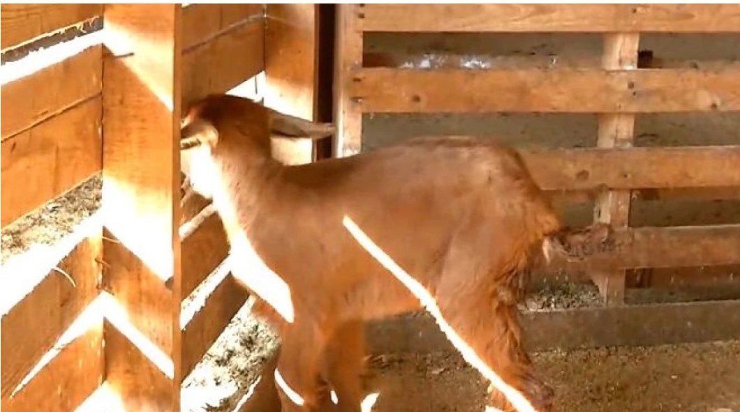 Σέρρες: Κατσικάκι γεννήθηκε με τρία πόδια σε κτηνοτροφική μονάδα - Βίντεο