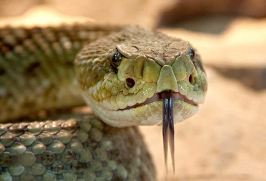 Κοζάνη: Φίδι τσίμπησε φαντάρο μέσα σε στρατόπεδο