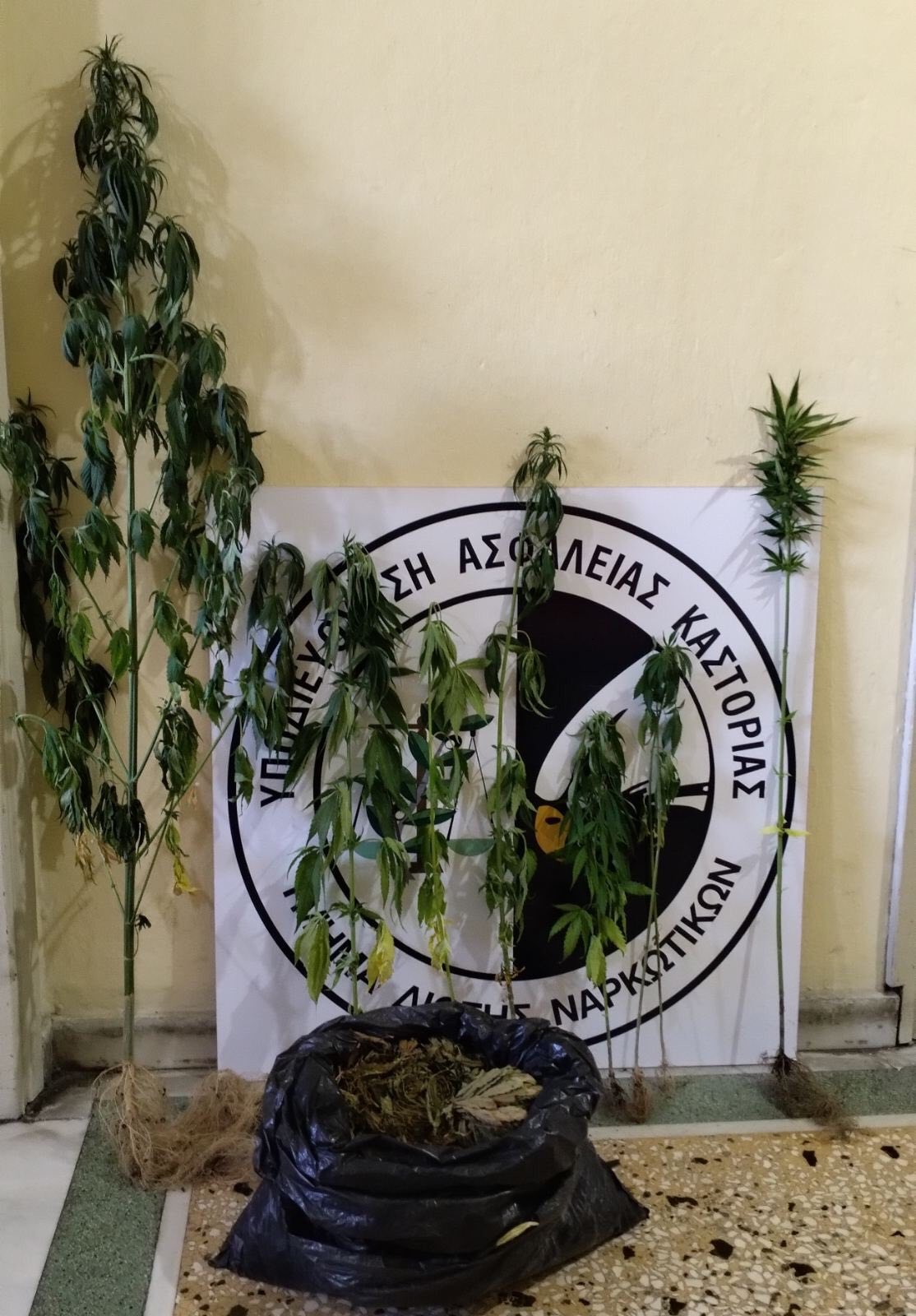 Καστοριά: Καλλιεργούσε κάνναβη σε γλάστρες