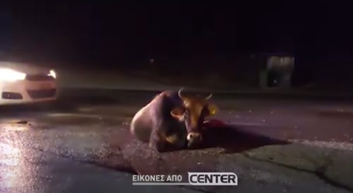 Τροχαίο με αγελάδα στην εθνική οδό Καβάλας-Ξάνθης – Σοβαρά τραυματισμένο το ζώο | Video