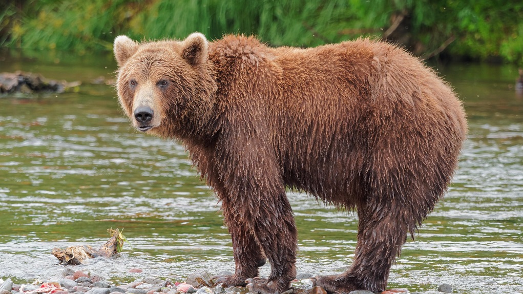     Φλώρινα – ΑΡΚΤΟΥΡΟΣ: “Ανεξέλεγκτη η κατάσταση με πυροβολημένες αρκούδες”