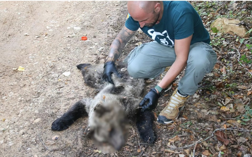 Λαθροκυνηγός σκότωσε στη Φλώρινα αρκουδάκι λίγων μηνών