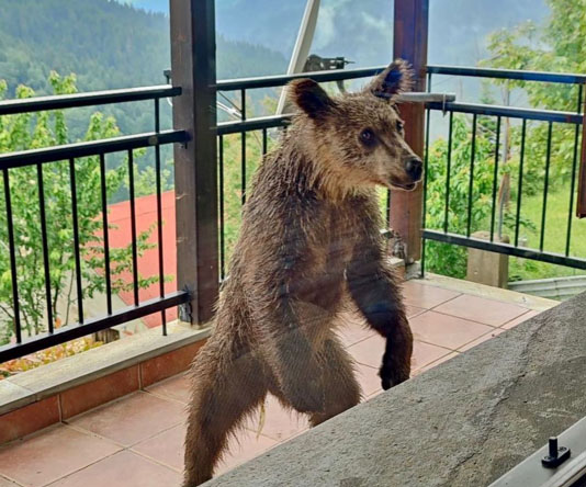 Μια μικρή αρκούδα σε μπαλκόνι, στην Πίνδο- «Λυπηρό»